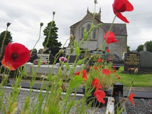 Poppies dancing in the breeze outside Magheragall Parish Church in August.