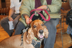 Blessing of the Pets at Belfast Cathedral 2025