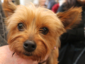 ce