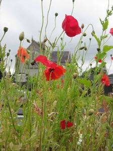The poppies bloomed in August in time for the 100th anniversary of the outbreak of WW1.