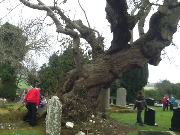 Historic Cairncastle tree up for an award