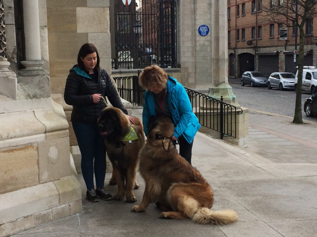 Dogs visit St Anne’s during Cathedral Quarter tour