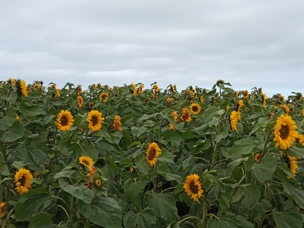 Sunflower Field Is Blooming Beautiful The Church Of Ireland Diocese Of Connor
